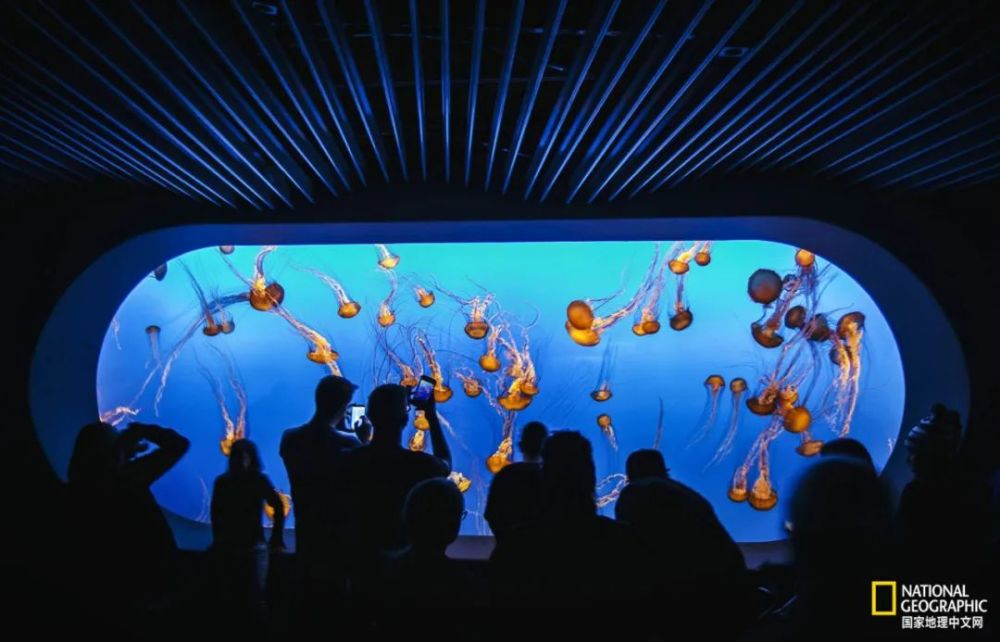 灯塔水母|水母，居然有毁灭人类世界的潜力？