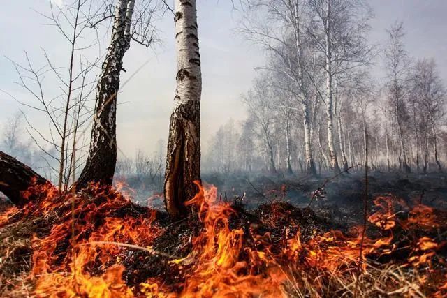 北极地区|北极附近森林大火肆虐！38度高温比热带还热！