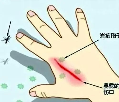 北极地区|北极附近森林大火肆虐！38度高温比热带还热！