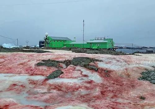 北极地区|北极附近森林大火肆虐！38度高温比热带还热！