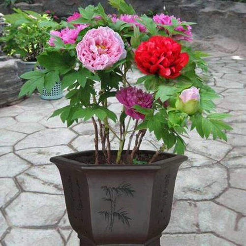 盆栽牡丹花怎么种植要了解开放的时节注意你两个问题