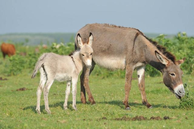 成语博士买驴讽刺的是