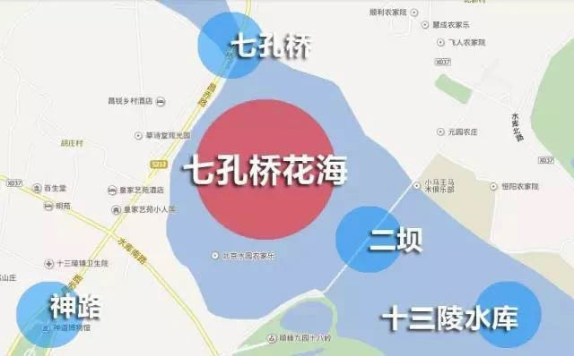 十三陵水库|紫色马鞭草、黄色金丝菊，十三陵七孔桥千余亩夏花绽放
