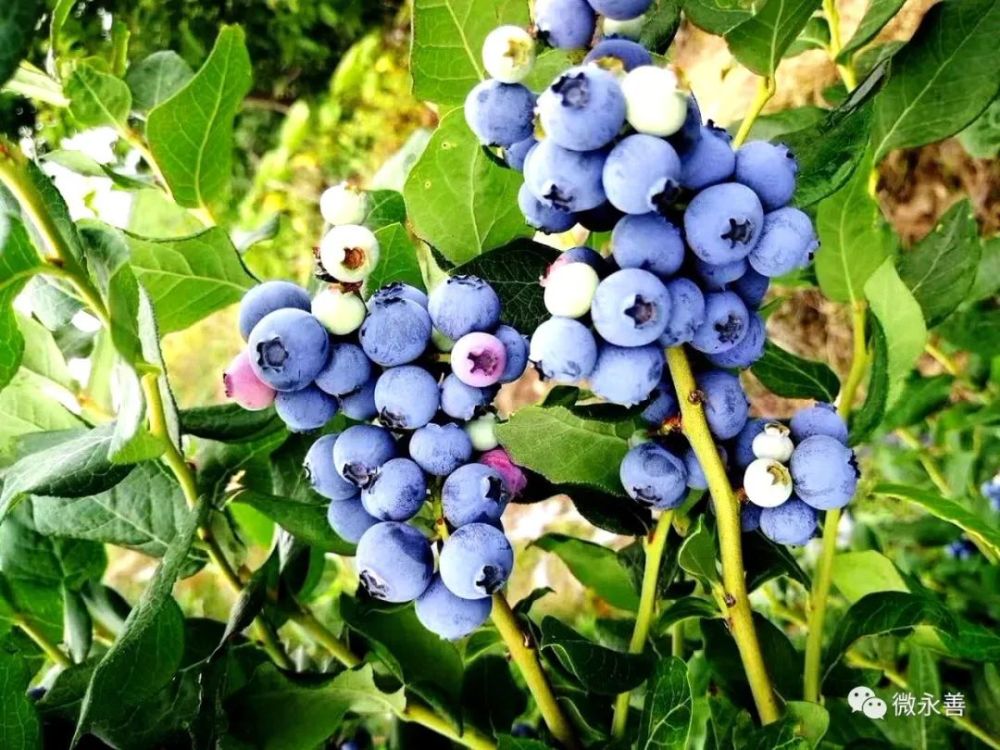 永善小小蓝莓树致富大产业