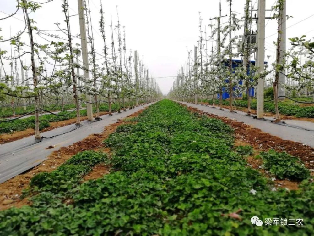 果树|怎样防范果树花期霜冻？果农赶紧看过来！