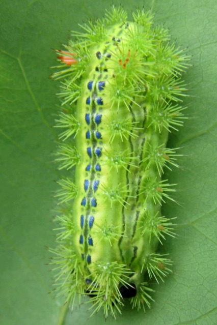 洋辣子|令人“刻骨铭心”的洋辣子，你还记得吗？