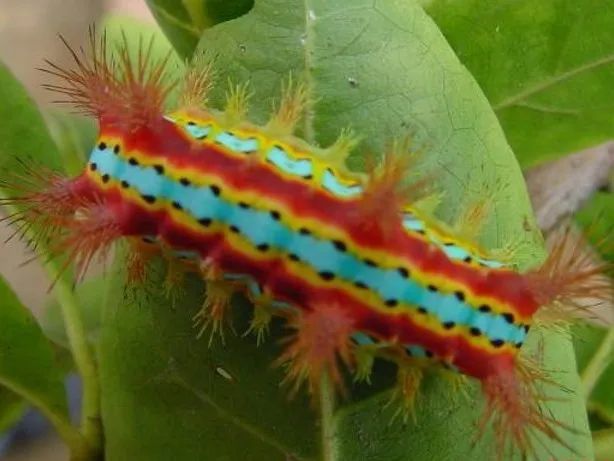 洋辣子|令人“刻骨铭心”的洋辣子，你还记得吗？