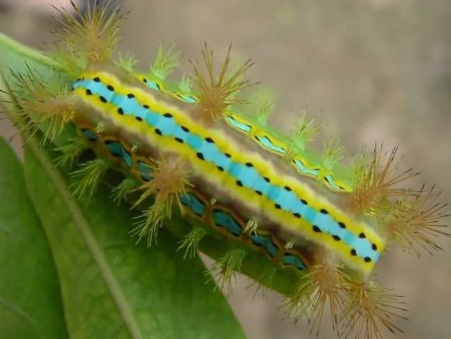 洋辣子|令人“刻骨铭心”的洋辣子，你还记得吗？