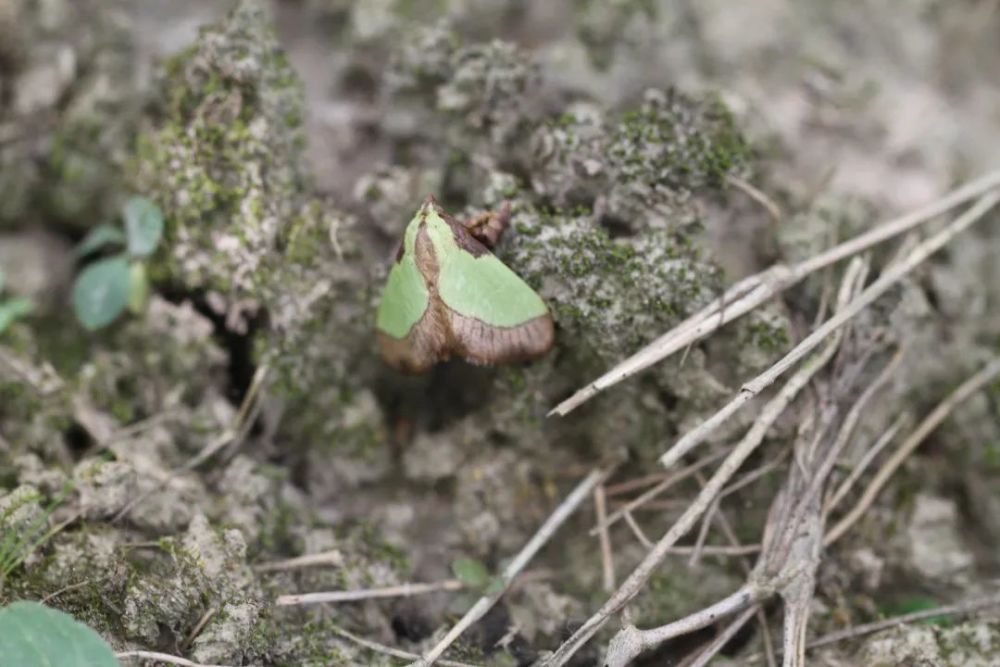 洋辣子|令人“刻骨铭心”的洋辣子，你还记得吗？