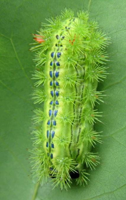 洋辣子|令人“刻骨铭心”的洋辣子，你还记得吗？