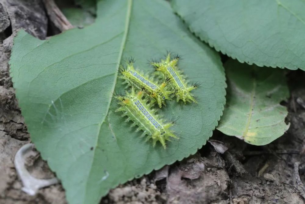 洋辣子|令人“刻骨铭心”的洋辣子，你还记得吗？