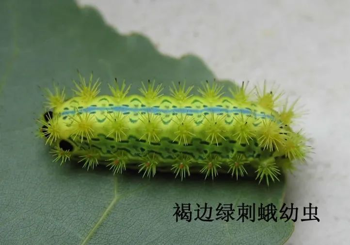 洋辣子|令人“刻骨铭心”的洋辣子，你还记得吗？