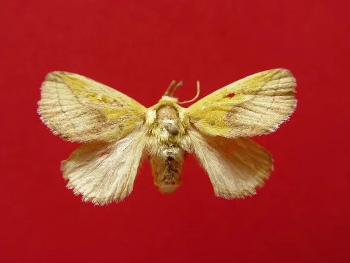 洋辣子|令人“刻骨铭心”的洋辣子，你还记得吗？