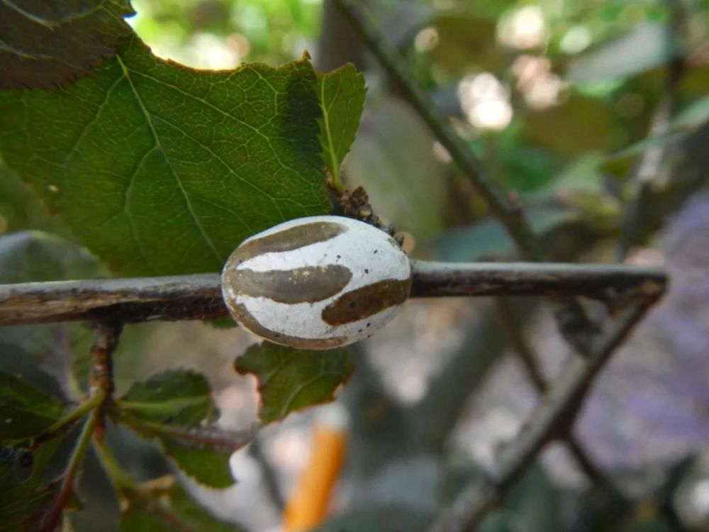 洋辣子|令人“刻骨铭心”的洋辣子，你还记得吗？