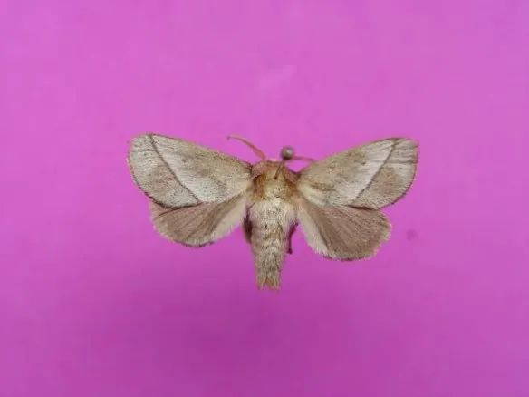 洋辣子|令人“刻骨铭心”的洋辣子，你还记得吗？