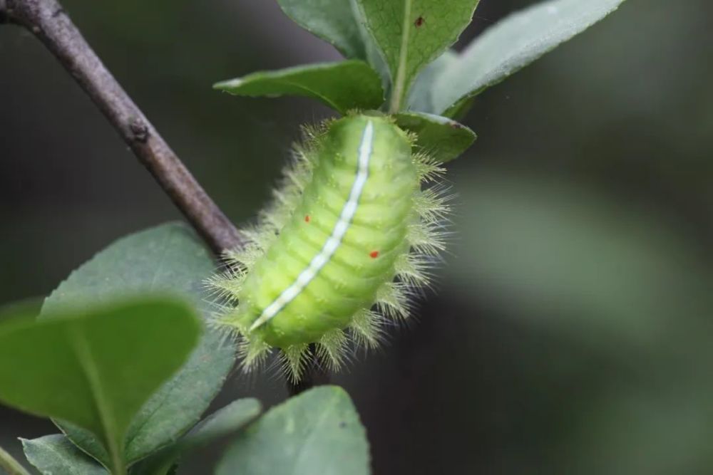 洋辣子|令人“刻骨铭心”的洋辣子，你还记得吗？