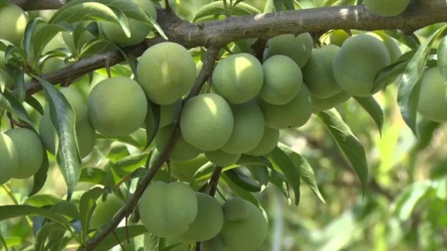 漩涡镇茨沟村李子采摘正当时