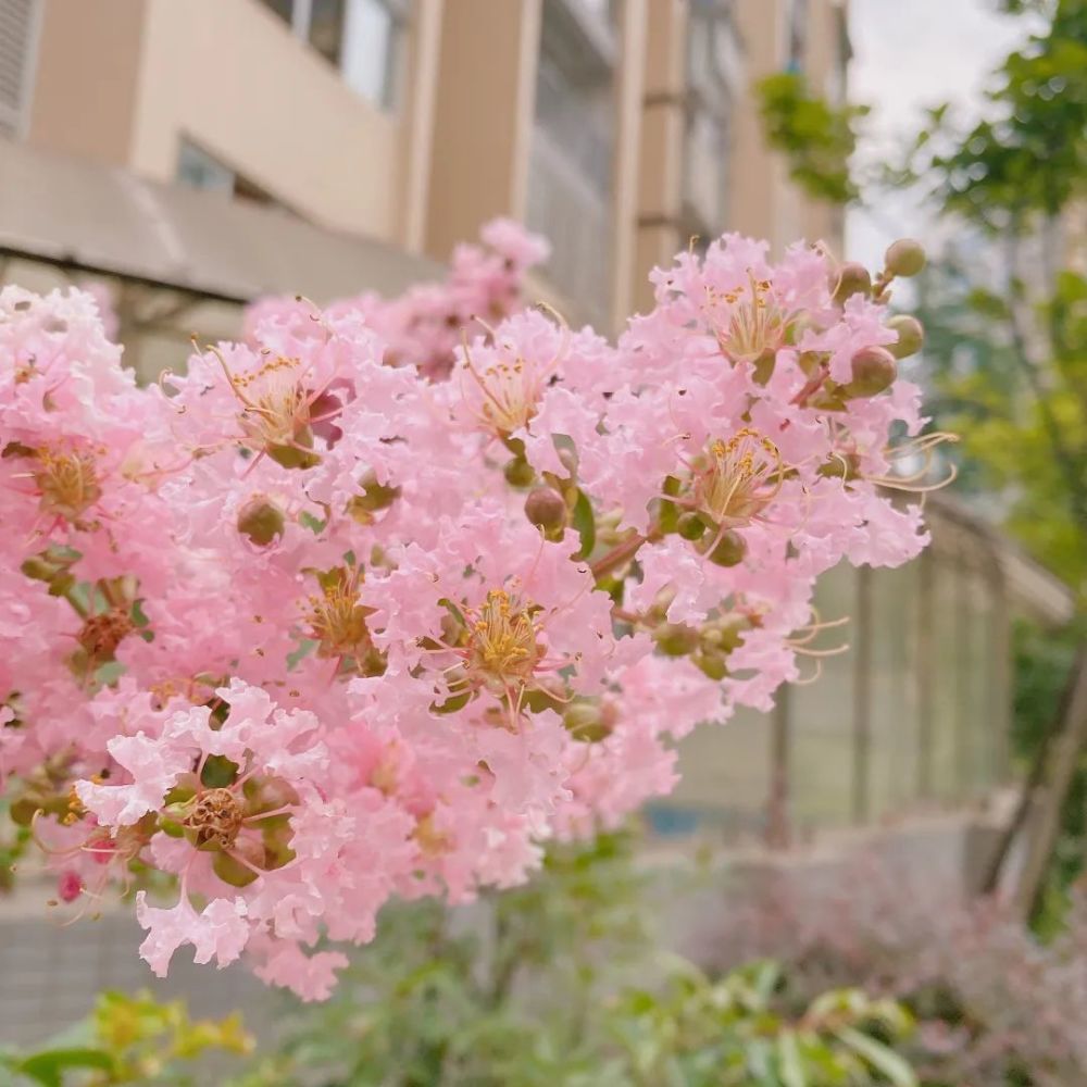 7月成都 紫薇花 开了 腾讯新闻