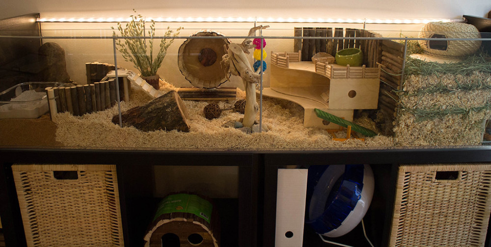 你给仓鼠住的笼子真的是别墅吗最全面的仓鼠笼选购攻略