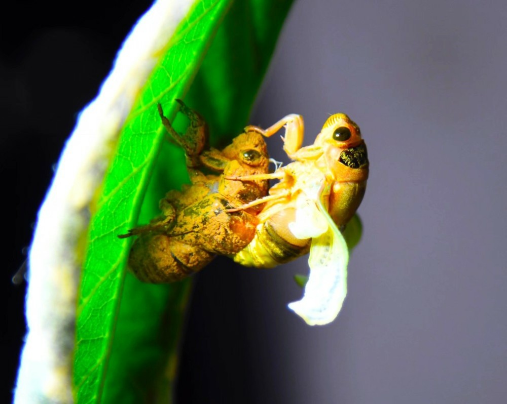 金蝉脱壳全过程看小虫华丽变身