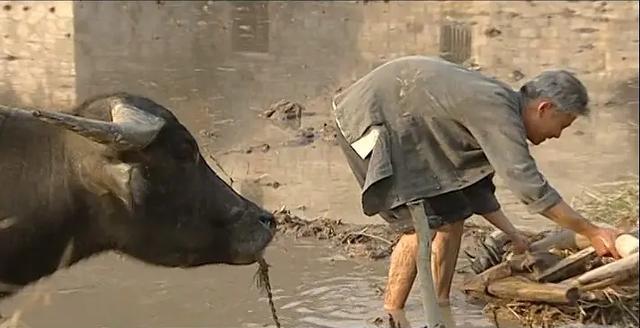 活着|余华《活着》：因一部书走进千家万户，也因太过用心被疾病击倒