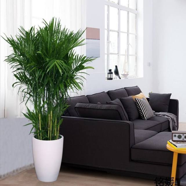 那么可以试试在客厅里面养这几种大气的观叶植物,不仅可以装饰家居