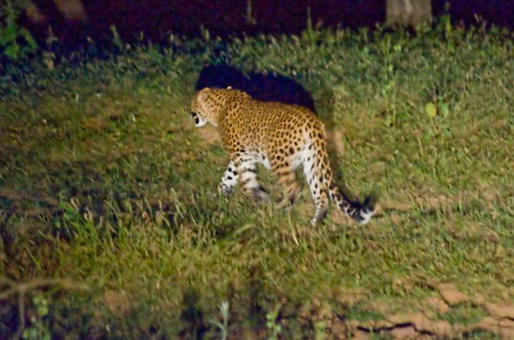 猎豹|印度猎豹在村里咬死两名儿童，最终被枪手击杀