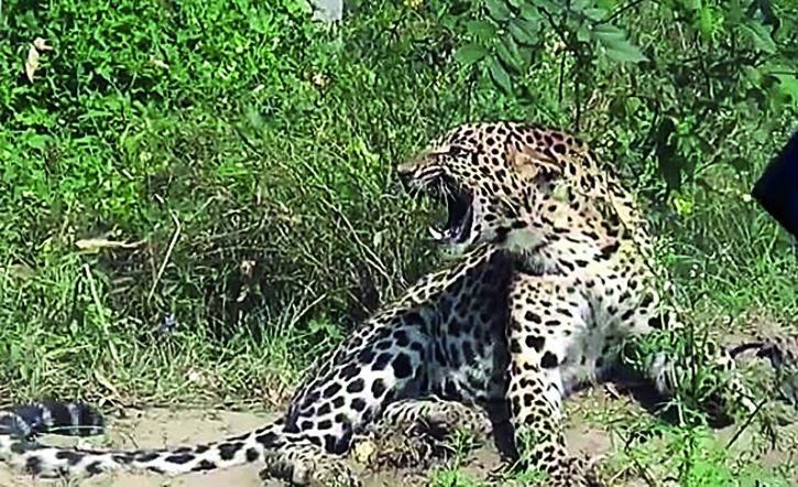 猎豹|印度猎豹在村里咬死两名儿童，最终被枪手击杀