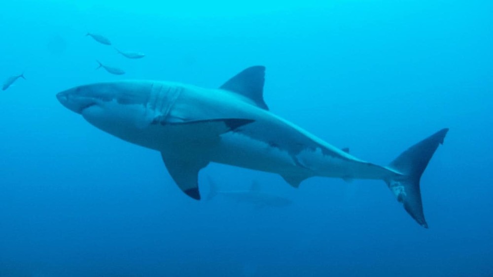 鲨鱼|澳大利亚女子遭鲨鱼袭击重伤，送医途中仍高喊“我爱鲨鱼”