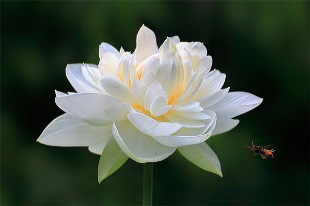 探究白居易的白莲花情结 先问江南物 检点白莲花 白莲花 江南 紫牡丹 白居易