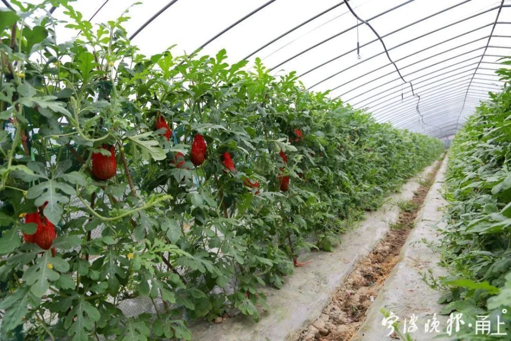 西瓜|宁波男子把西瓜种在“半空”！卖6元一斤还供不应求！