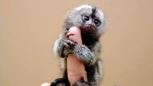 米老鼠|你见过沙漠中的“米老鼠”吗？9种可爱却又不常见的动物