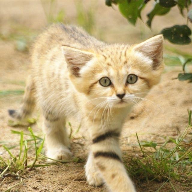 米老鼠|你见过沙漠中的“米老鼠”吗？9种可爱却又不常见的动物