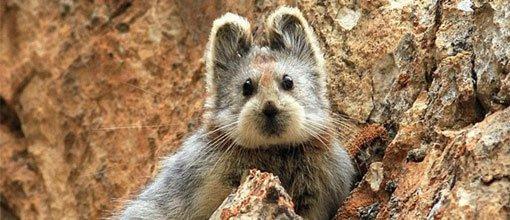 米老鼠|你见过沙漠中的“米老鼠”吗？9种可爱却又不常见的动物