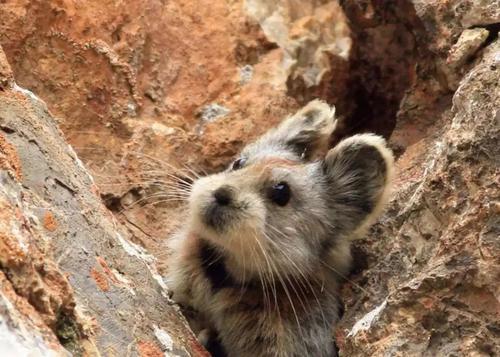 米老鼠|你见过沙漠中的“米老鼠”吗？9种可爱却又不常见的动物