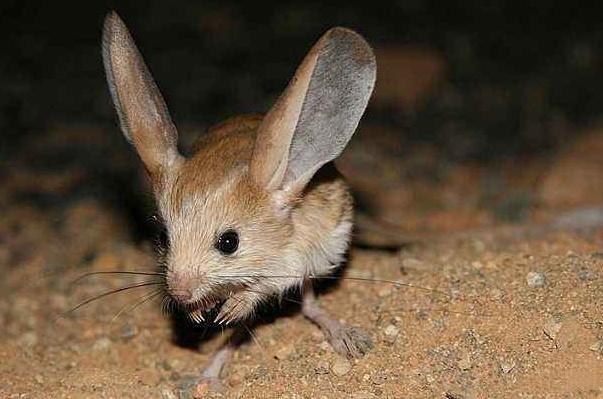 米老鼠|你见过沙漠中的“米老鼠”吗？9种可爱却又不常见的动物