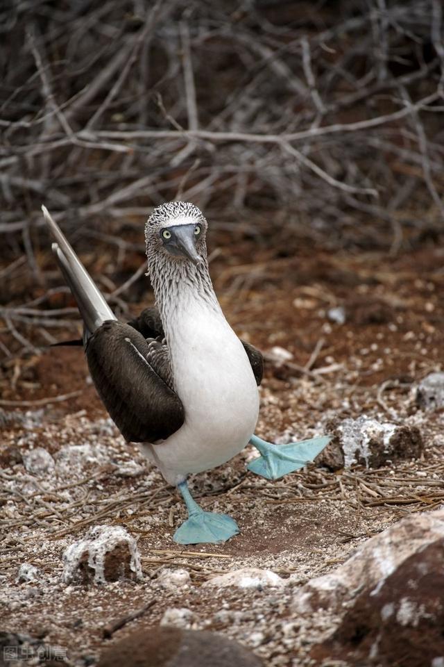 米老鼠|你见过沙漠中的“米老鼠”吗？9种可爱却又不常见的动物