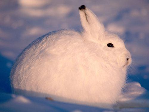 米老鼠|你见过沙漠中的“米老鼠”吗？9种可爱却又不常见的动物