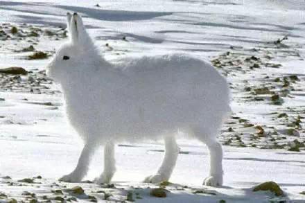 米老鼠|你见过沙漠中的“米老鼠”吗？9种可爱却又不常见的动物