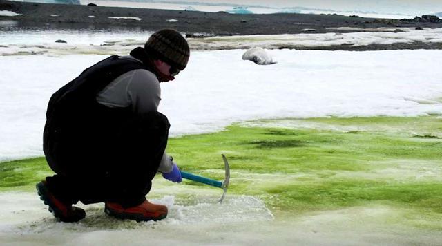 地球|南北极出现“红雪绿雪”，怪诞现象频频发生，地球到底怎么了