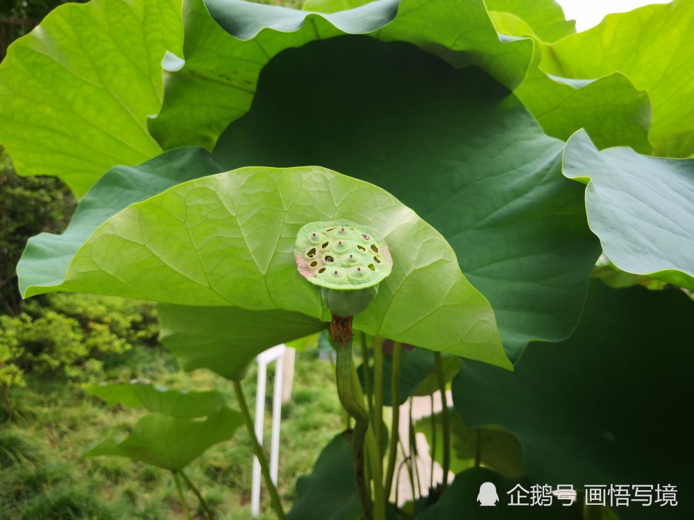 夏日是荷花盛开的季节 拍几张送给你 腾讯新闻