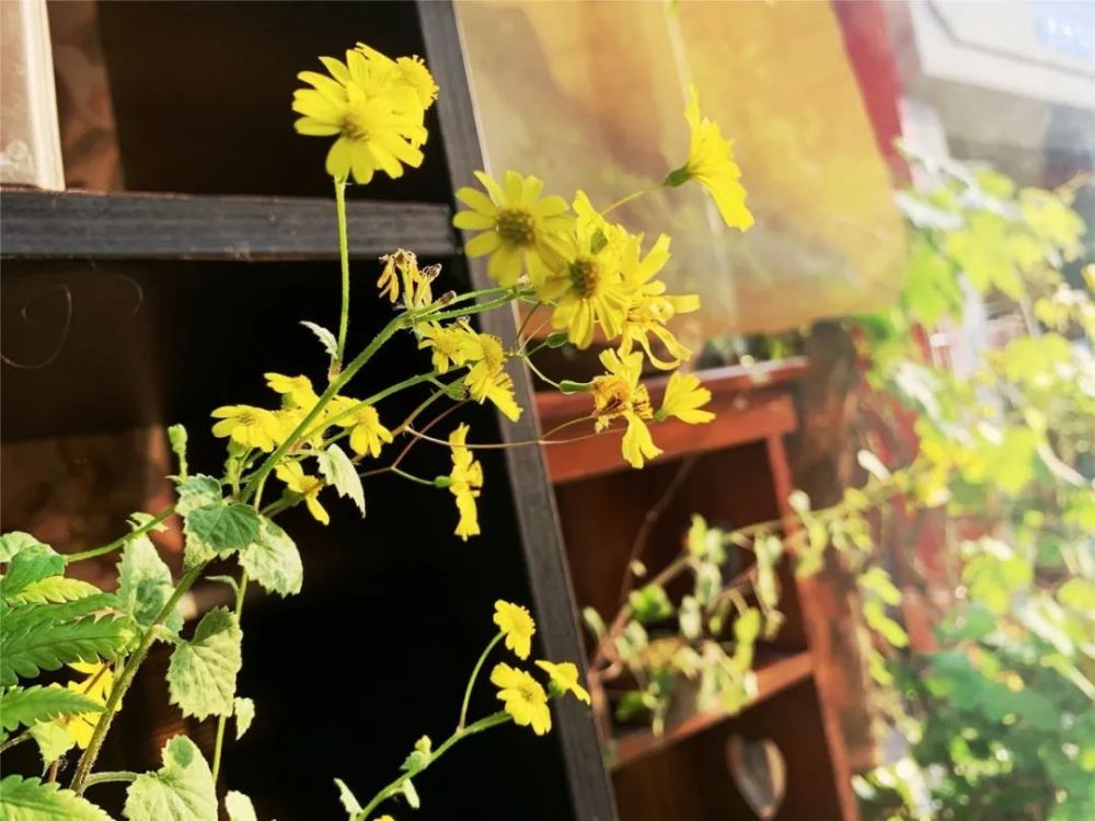 李清照|李清照的词中，我最爱这首“籍籍无名”之作