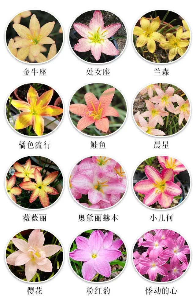 一颗爆花上百朵:酢浆草