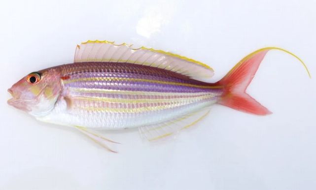 每日一鲜金线鱼