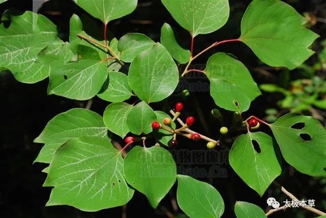 活血舒筋,散瘀消肿.治跌打损伤,瘀血肿痛