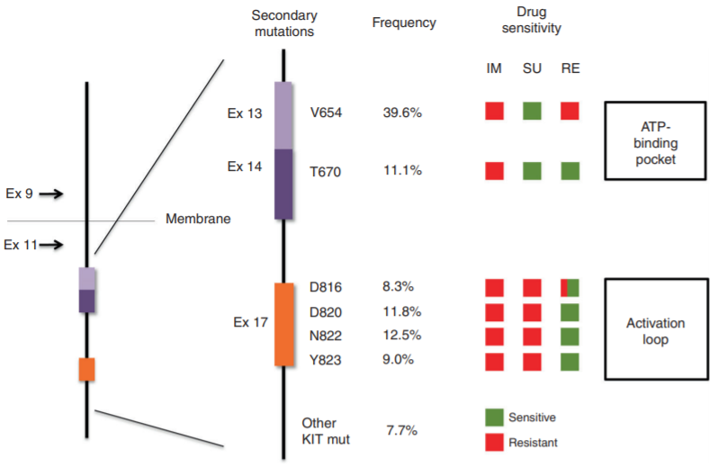 胃肠道间质瘤|汪明教授：胃肠间质瘤后线治疗TKI药物解读