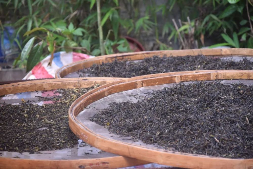 姑辽茶山的新鲜茶事