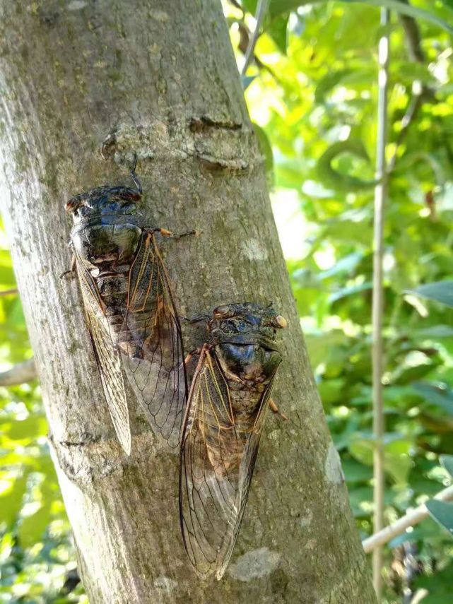 二只婵争先恐后的鸣叫,难道是在女朋友面前表演才艺?