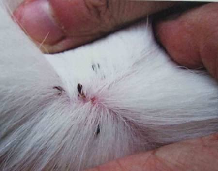 猫咪本身会生跳蚤嘛 教你轻松远离跳蚤烦恼 腾讯新闻