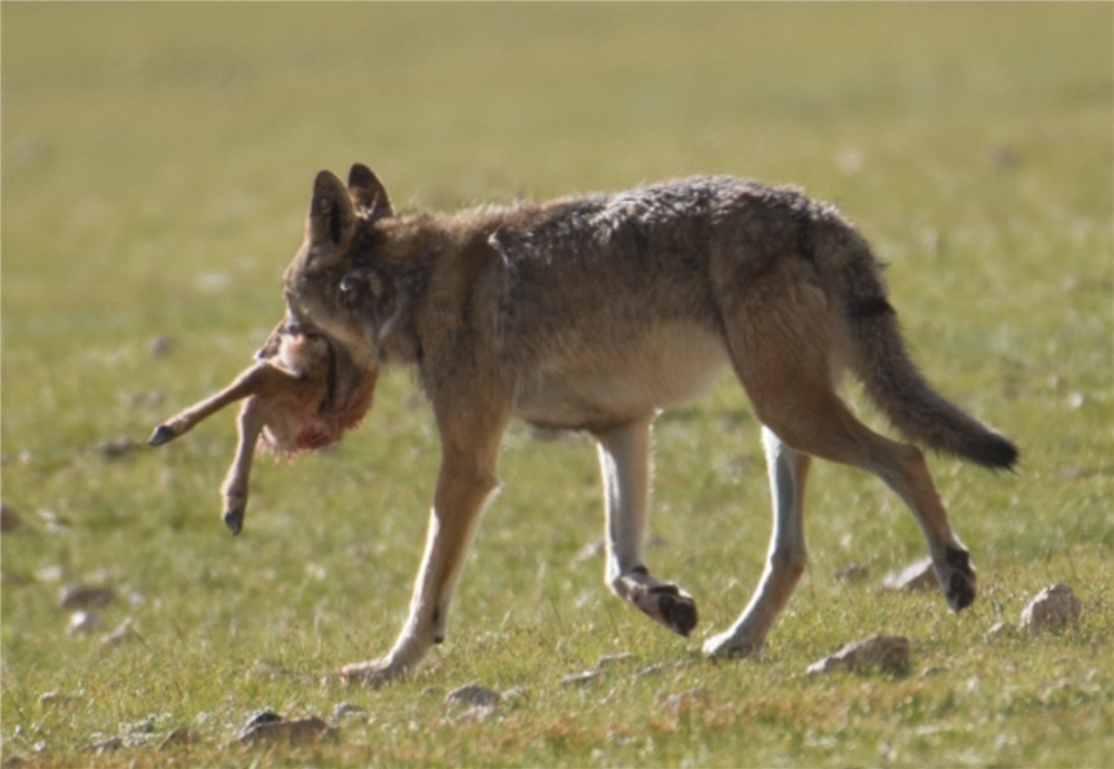 阿尔金山发现狼群追捕藏羚羊,羊群得以逃脱,但落单小羊落入狼口